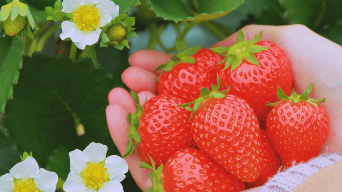 strawberry