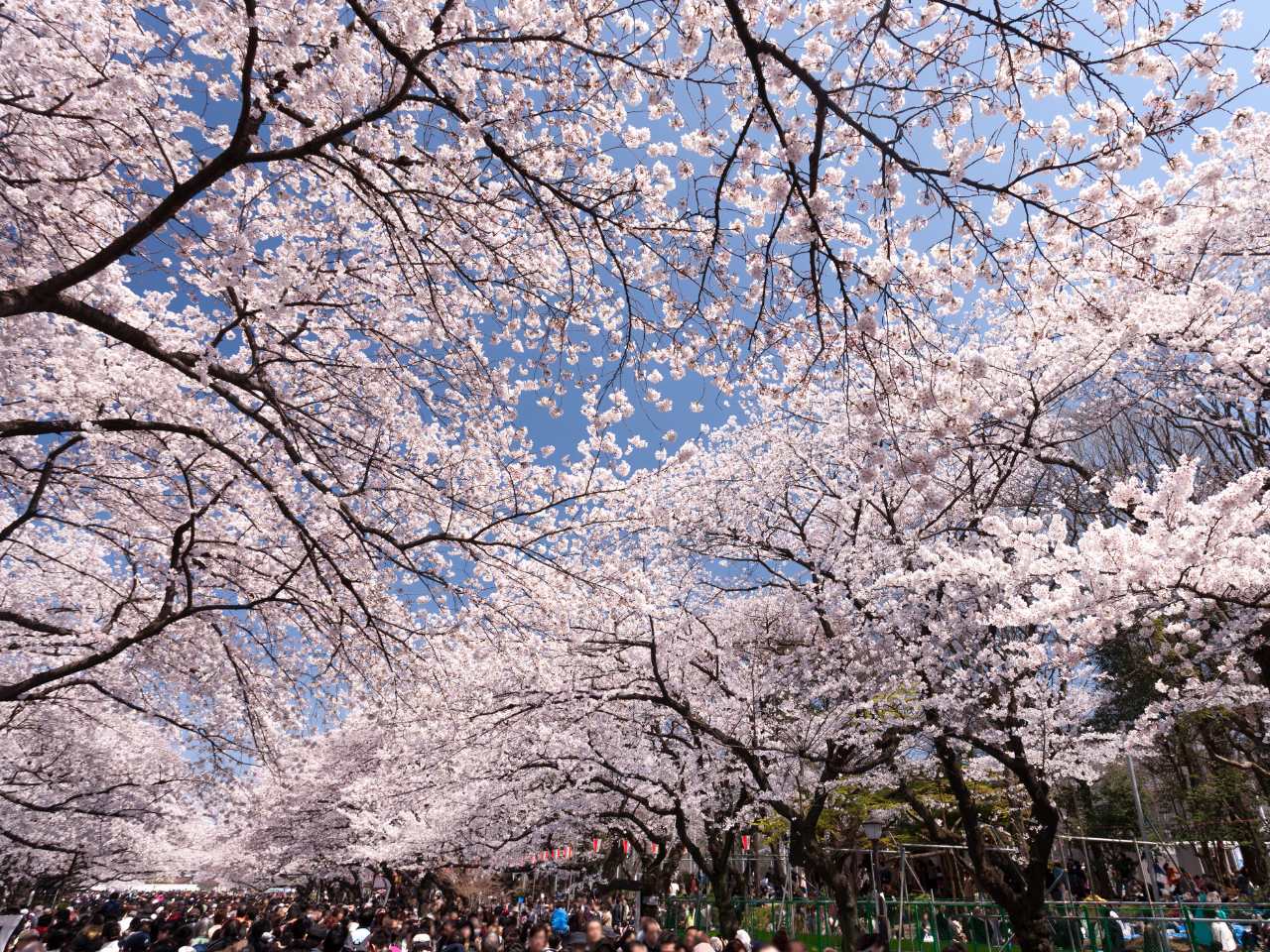 上野恩賜公園