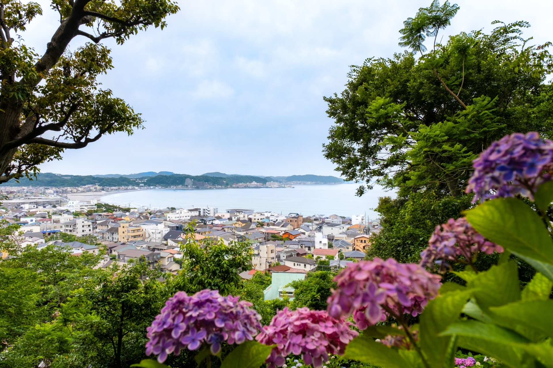 日本繡球花