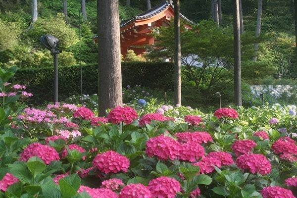 日本繡球花