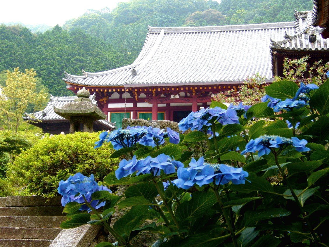 日本繡球花