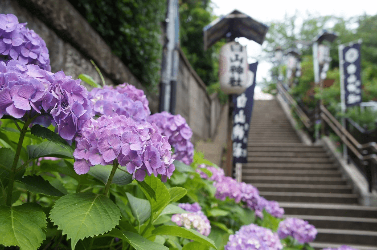 日本繡球花