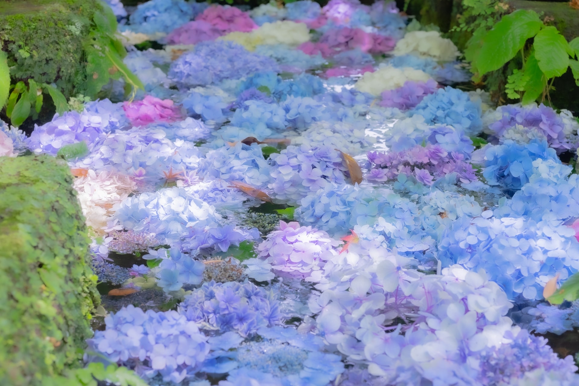 日本繡球花