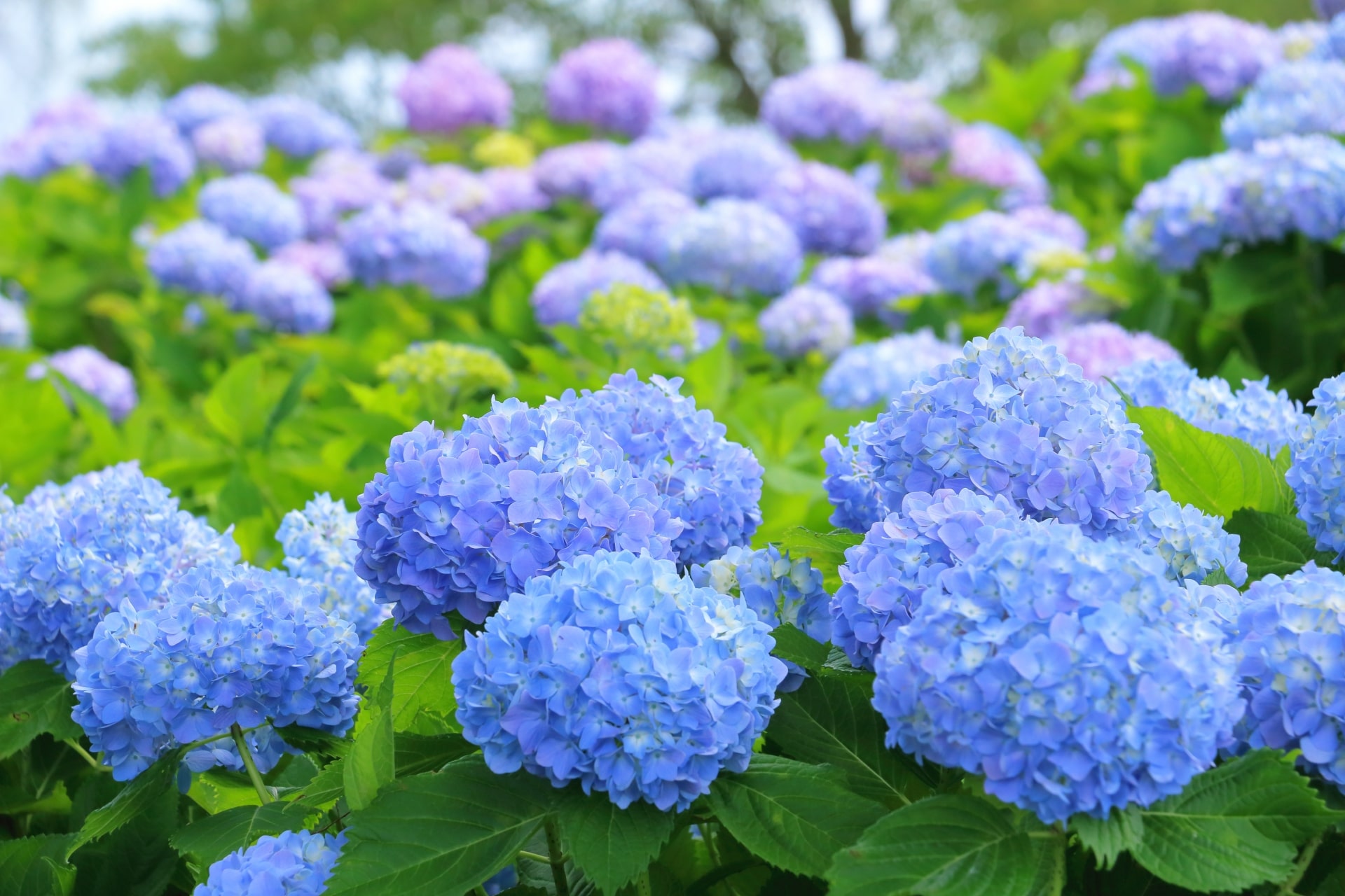日本繡球花