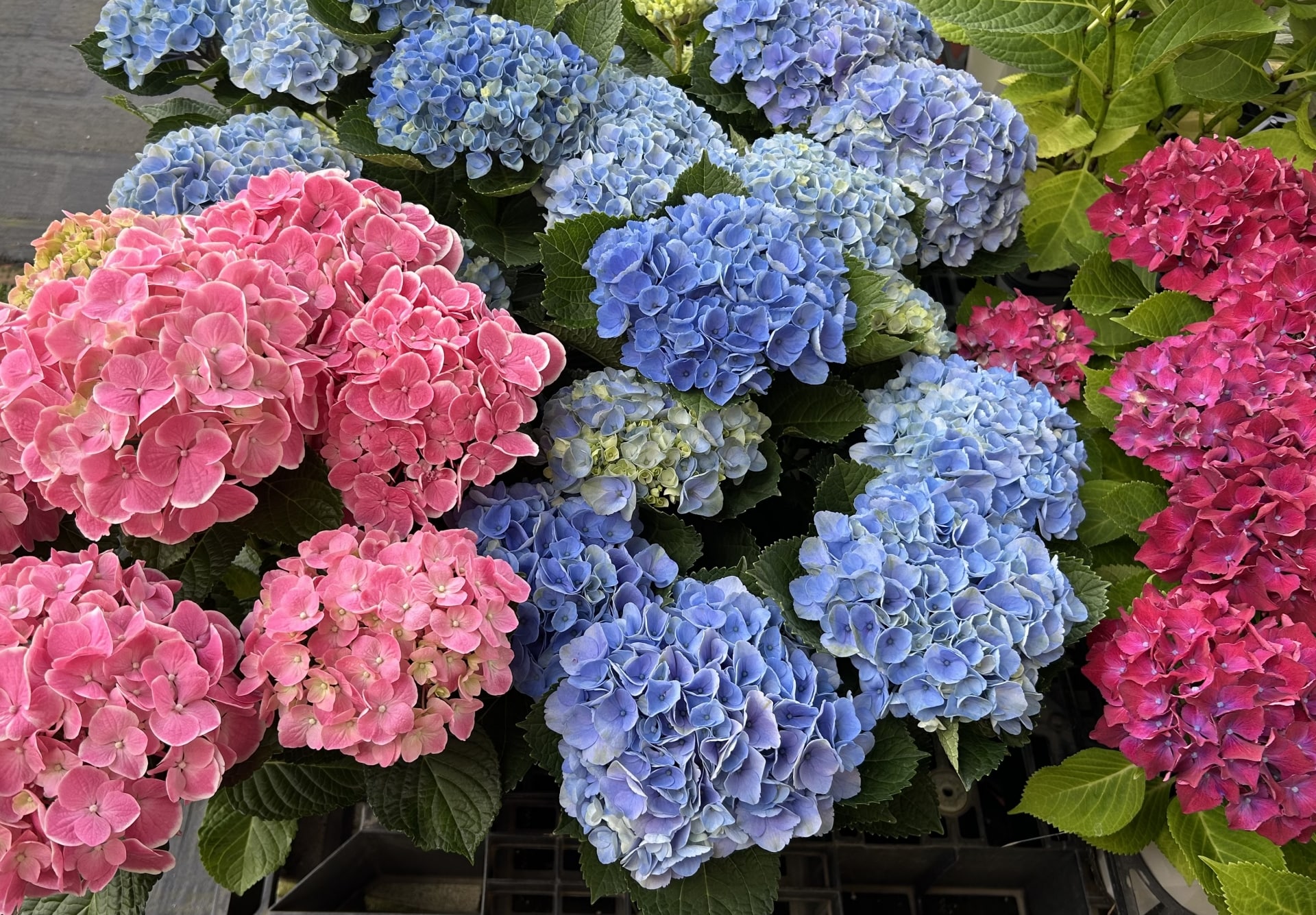 日本繡球花