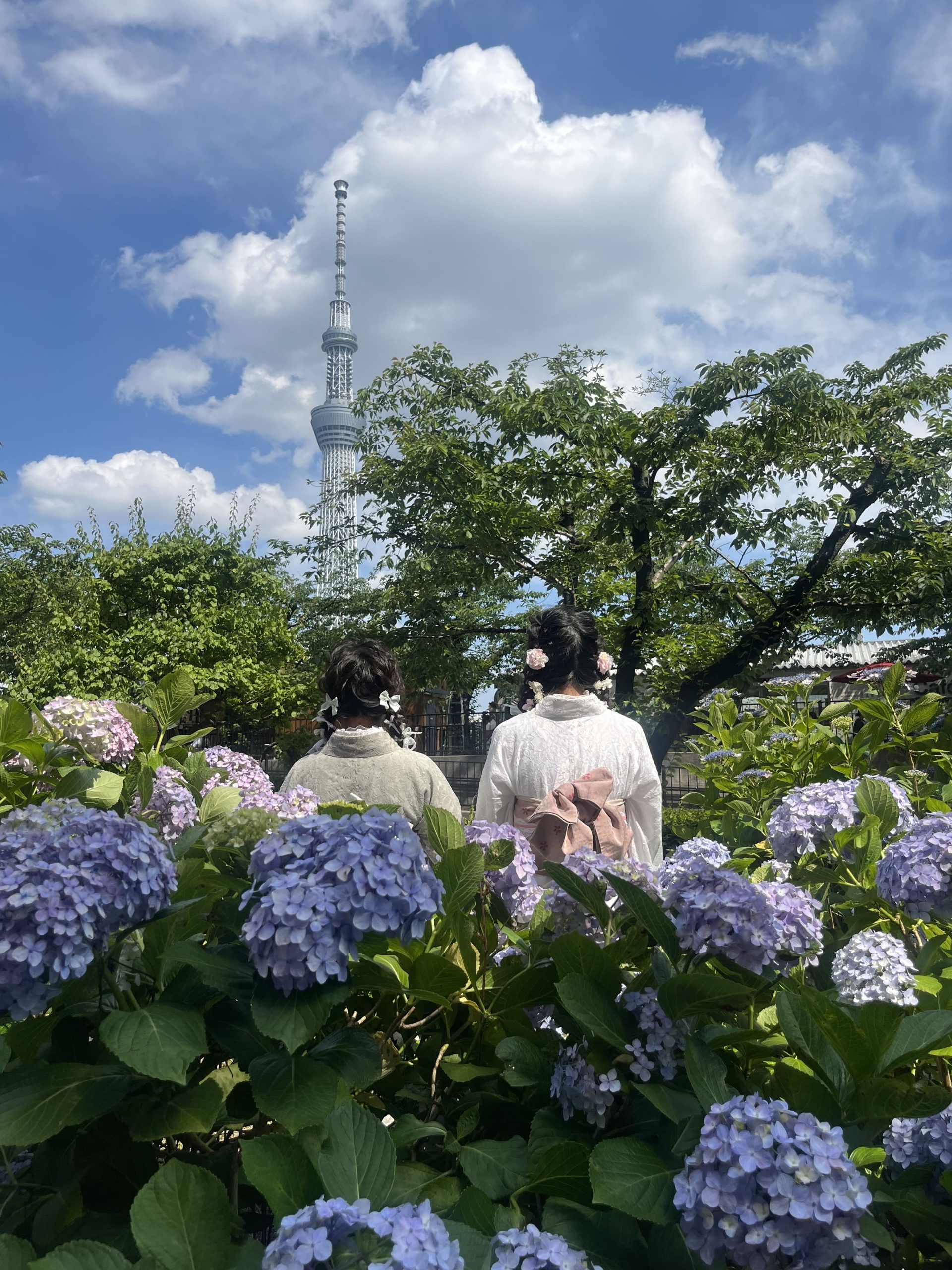 日本繡球花